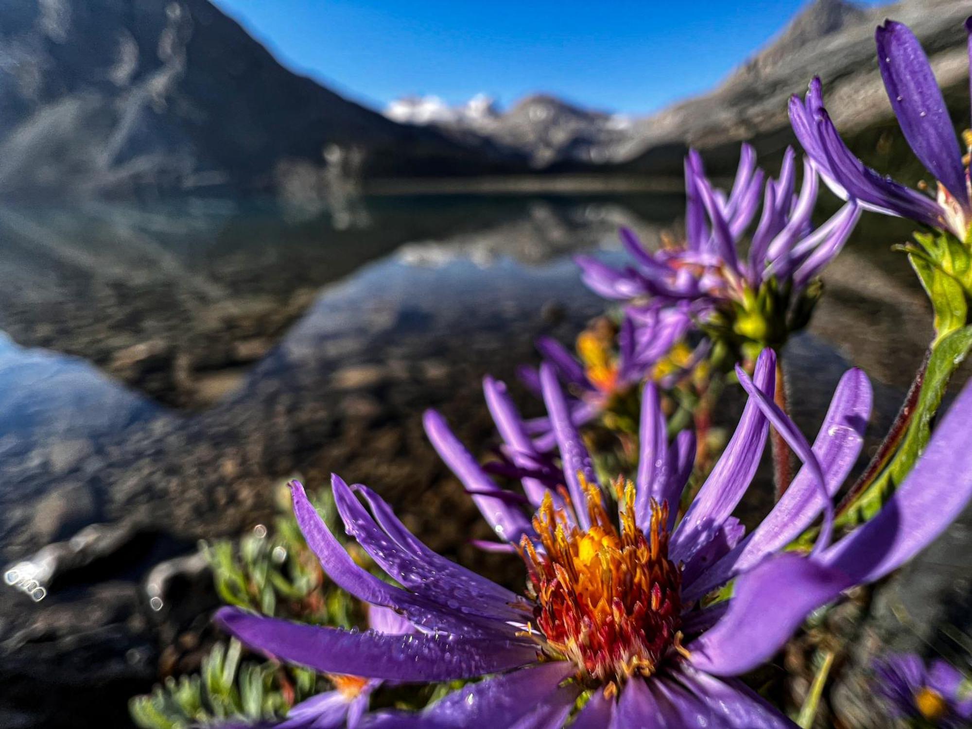 The Lodge At Bow Lake Lake Louise Buitenkant foto
