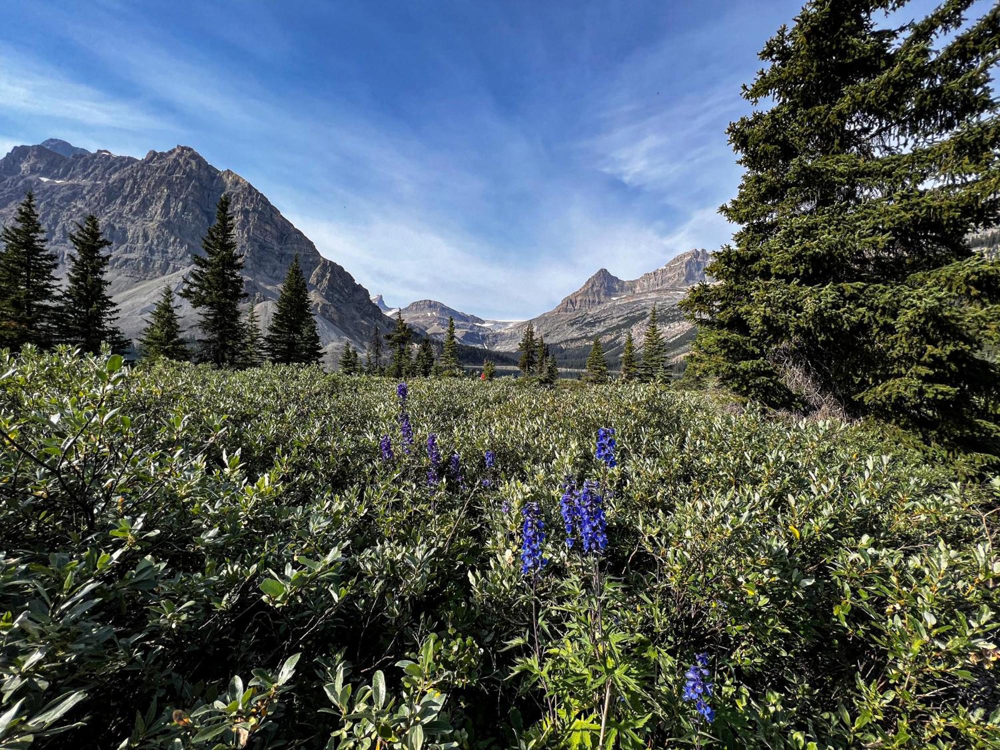 The Lodge At Bow Lake Lake Louise Buitenkant foto